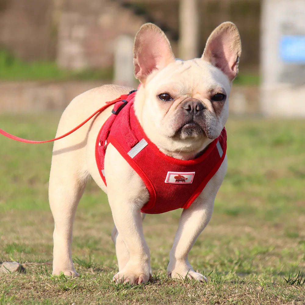 Dog Walking Harness with Chest Strap